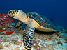Diving photos