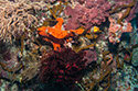 Borneo diving July 2012